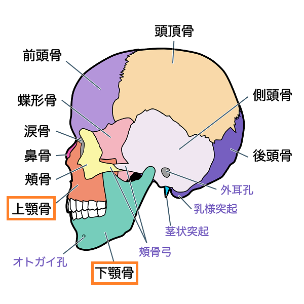 上顎は目や鼻とつながっている